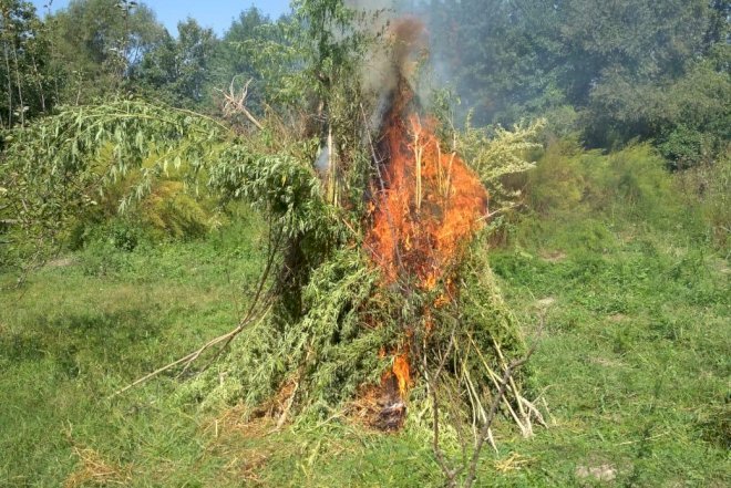    Şəkidə 593 kq narkotik bitki məhv edildi - Foto   