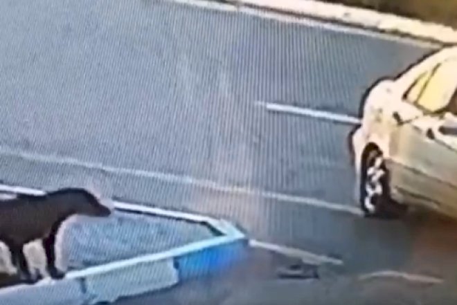    Sumqayıtda it güllələnib – Video   