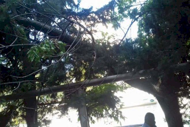    Bakıda küləyin fəsadları: 6 ağac aşdı   