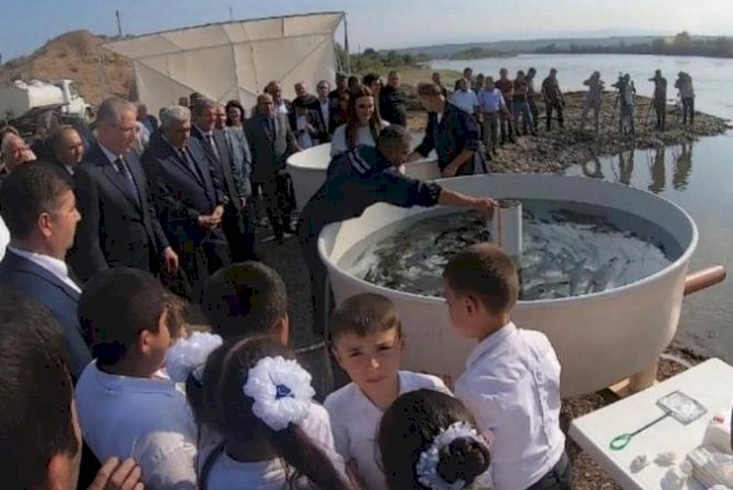    Kür çayına 400 minədək balıq buraxılacaq - Foto   