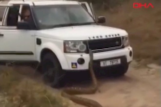    İnanılmaz görüntülər:   5 metrlik ilan turistlərə şok yaşatdı - Video