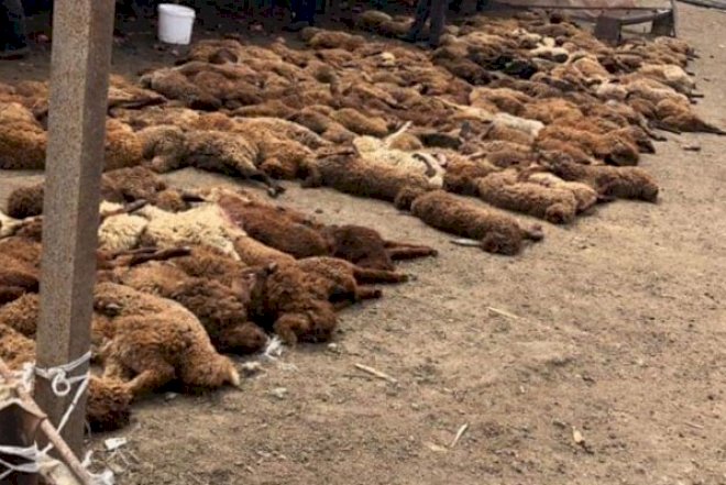    Zaqatalada dəhşət: canavarlar 40 qoyunu parçaladı   