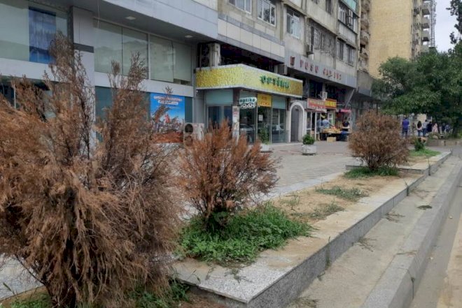    Bakıdakı “Yaşıl guşələr”ə biganə yanaşan obyekt sahibləri - Fotolar   