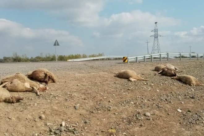    Avtomobil qoyun sürüsünə çırpıldı, çoxlu sayda tələfat var - Foto   