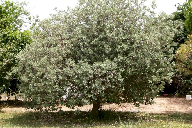    Ağacda qalıb çürüyür:   Azərbaycanda bu meyvənin qiyməti niyə kəskin ucuzlaşdı?