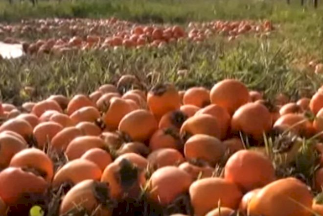    Tonlarla xurma bağlarda məhv olur -   10 qəpiyə də alan yoxdur - Video