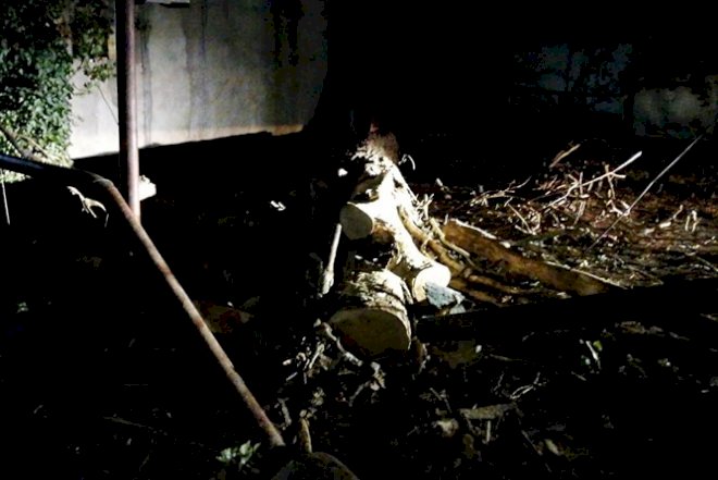    Bakıda güclü külək ağacı aşırdı, 8 bina qazsız qaldı   - Fotolar