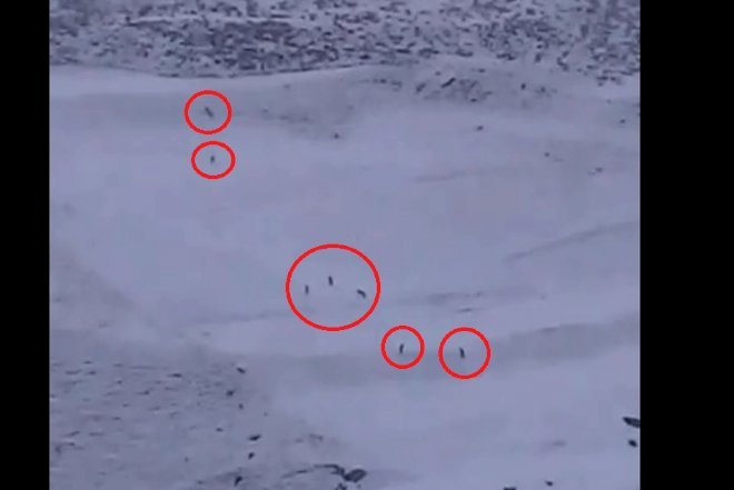    Azərbaycanda 7 canavar kəndə hücum etdi –   Video