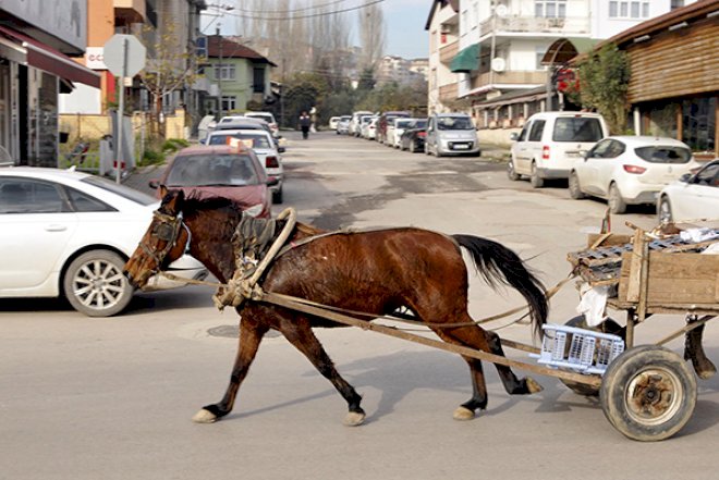    At arabası ilə üstündən keçdi, öldü    
