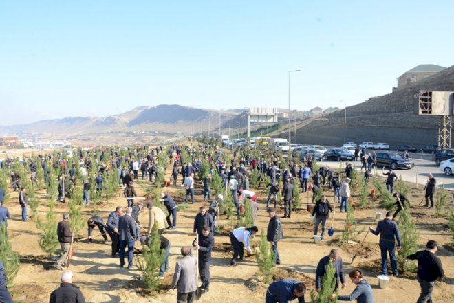    BŞİH Bayraq günündə iməcilik keçirdi: 1000-dən çox ağac əkildi - Fotolar   