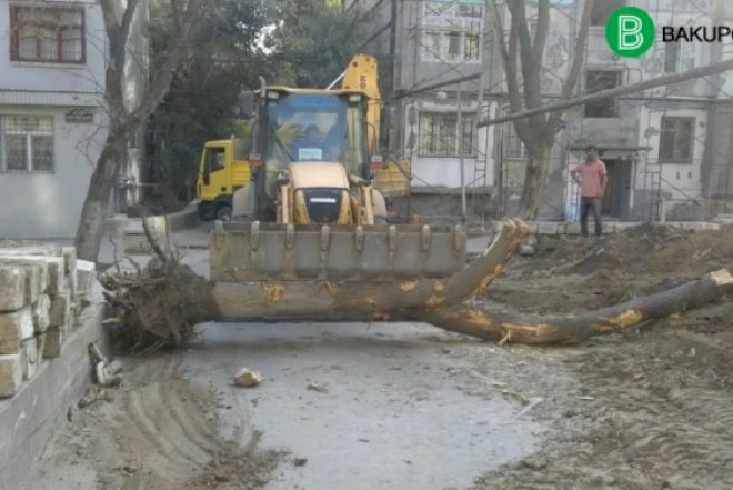   Nəsimidə onillik ağacları məhv etdilər –   Fotolar