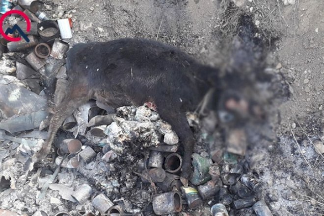    Göyçayda heyvanlar arasında dəhşətli xəstəlik yayılıb - Fotolar   