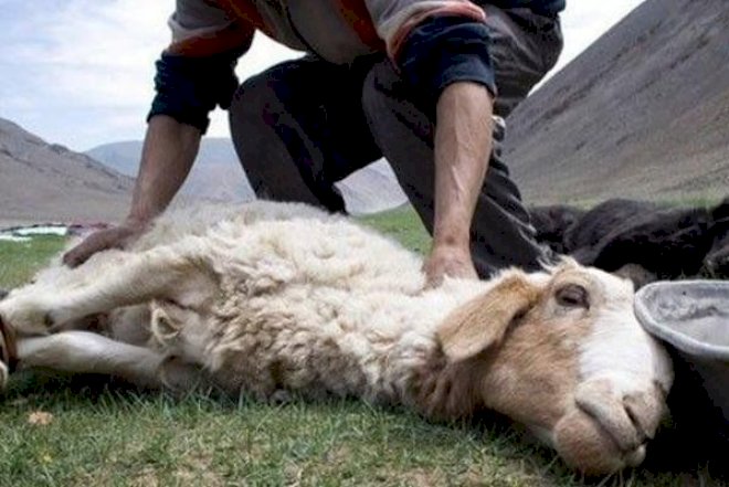    Bu da oldu - Qoyunun başını kəsən azərbaycanlıya cinayət işi açıldı   