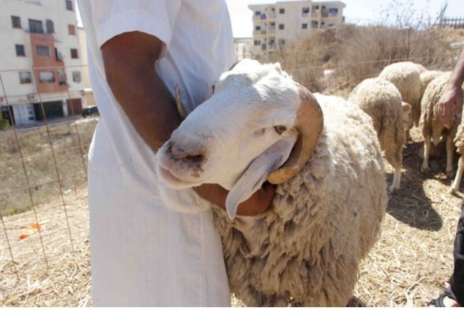    Qurban kəsdiyi üçün haqqında cinayət işi açılan azərbaycanlı belə cəzalandırıldı   