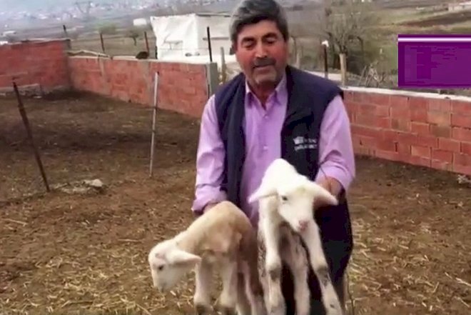    “Ana” deyə qışqıran quzu gündəm oldu - Video   