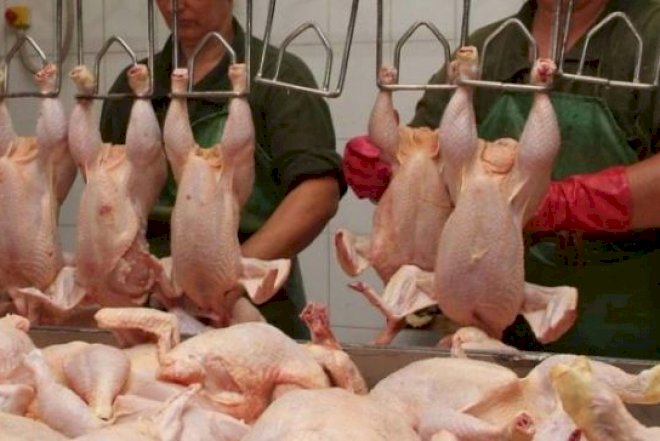    Bu toyuqlar uşaqlarda vaxtından tez cinsi yetişkinlik yaradır -   HƏKİM DANIŞIR