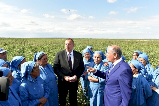    Azərbaycanda pambıqçılıq ən populyar sahəyə çevrilir – Kiloqramı 65 qəpik   