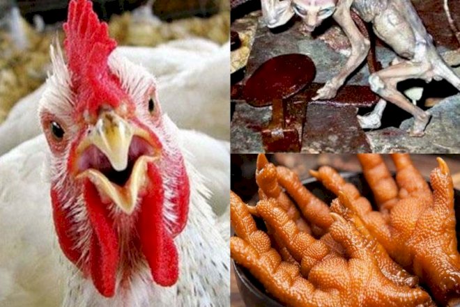    Qalmaqal böyüyür –   Yediyimiz toyuqdur, yoxsa təhlükə daşıyan əcaib məxluqlar?