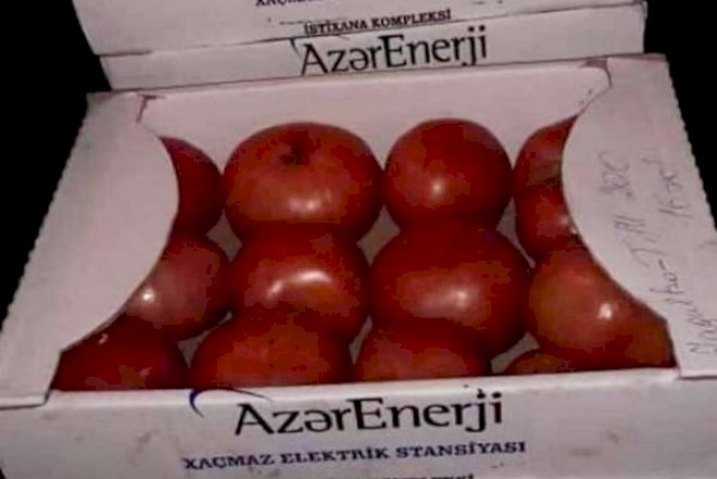    “Niyə buna mənfi don geyindirirlər?” -   “Azərenerji” pomidor məsələsinə aydınlıq gətirdi