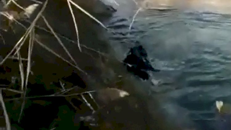    Azərbaycanda qadının intihar görüntüləri yayıldı - Özünü kanala atdı - Video   