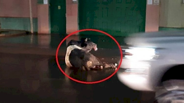    Polis Bakıda “hoqqa çıxaran” dananı güllələdi - Video   