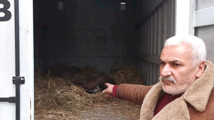    Adı “Qırmızı kitab”a düşən maralları satmaq istədi - Vəndamda + Foto   
