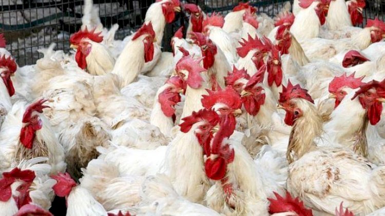    Azərbaycan bu ölkələrdən diri quş və quş məhsullarının idxalına qadağa qoydu - Siyahı   