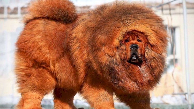    Azərbaycanda 1,5 milyon manata it satılır - Foto   