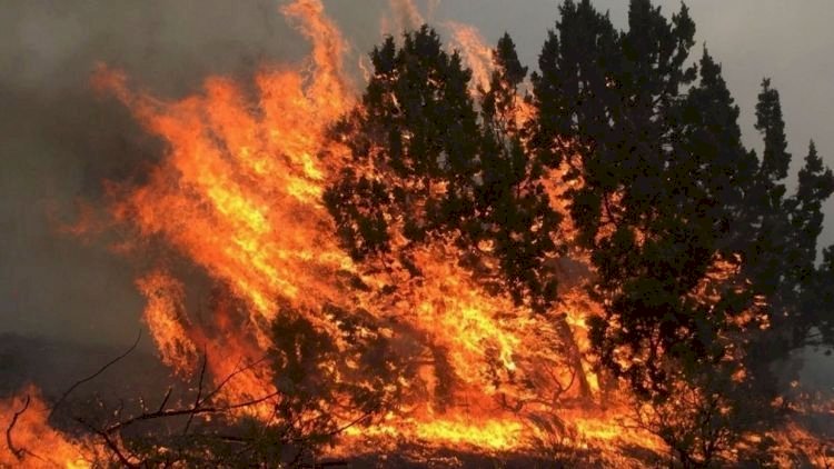    Lerikdə baş verən meşə yanğını söndürüldü   