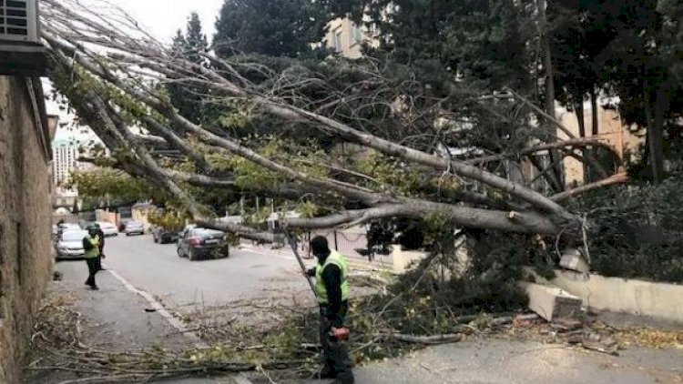    Güclü külək Bakının 20 rayonunda fəsadlar törətdi - Xəsarət alan varmı?   