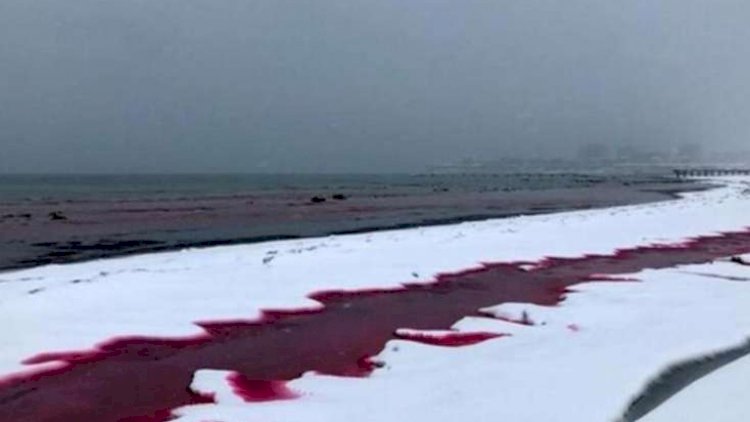    Xəzər “qana” boyandı, insanlar dəhşətə düşdü - Video   
