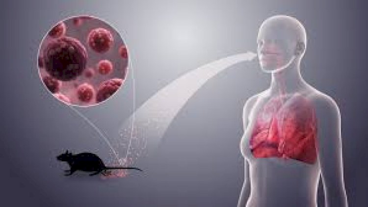    Çində yeni virus peyda oldu - Artıq 1 nəfər ölüb   