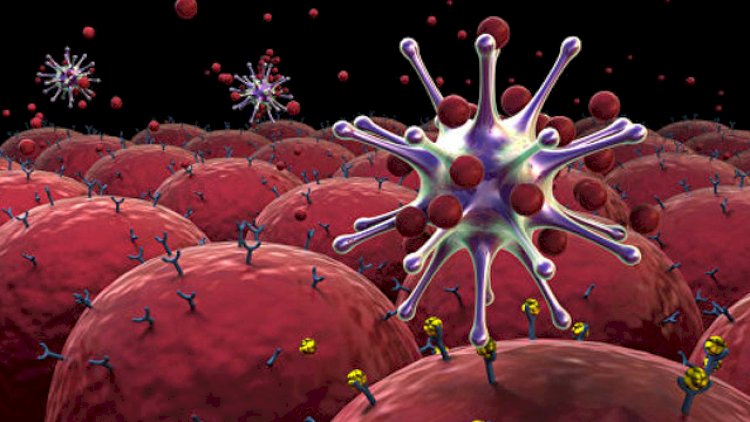    Koronavirus ağciyərlə yanaşı bu orqanı da zədələyir   