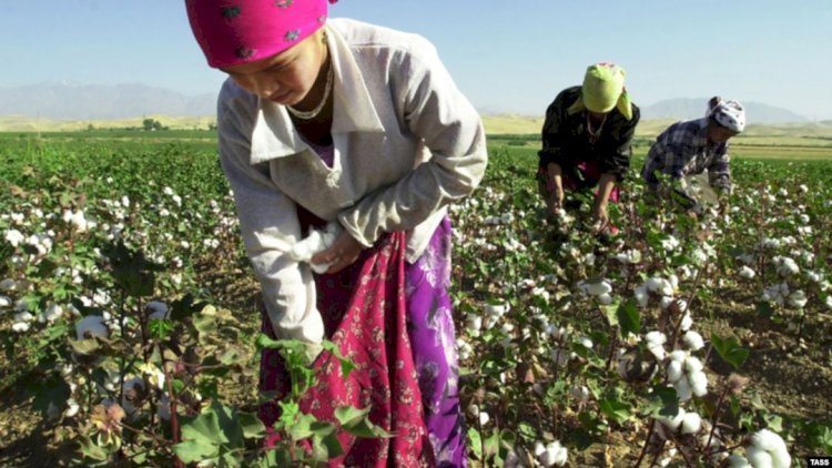    Karantin rejimi kənd təsərrüfatına şamil olunmur   – Fermerlər iş başındadır 
