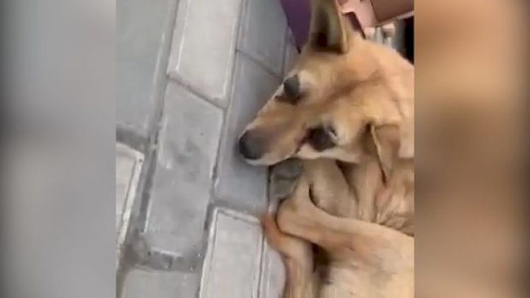    Bakıda itin gözlərini çıxarıb küçəyə atdılar - Video   