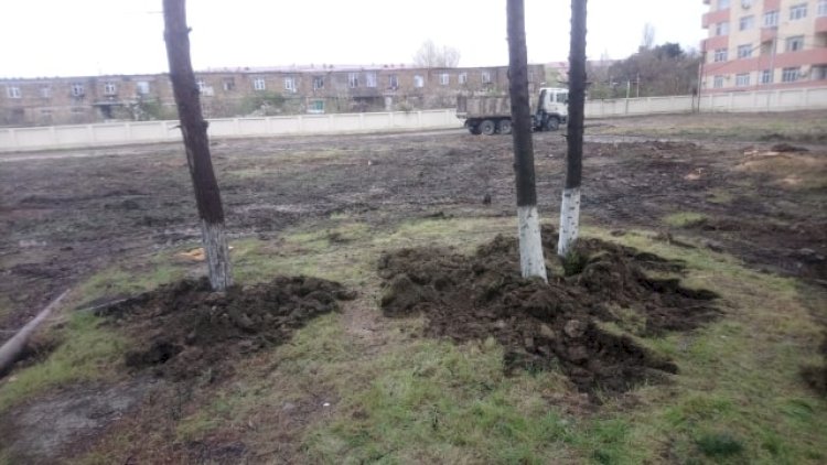    Sumqayıtda ağaclar bu məqsədlə köçürülüb - AÇIQLAMA   