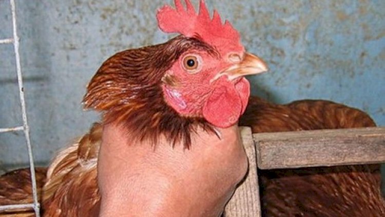    Bakıda toyuq oğurlayan erməni qardaşlar tutuldu   