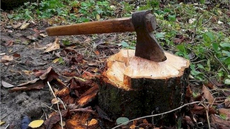    Ağacları kəsən direktor cəzalandırıldı   