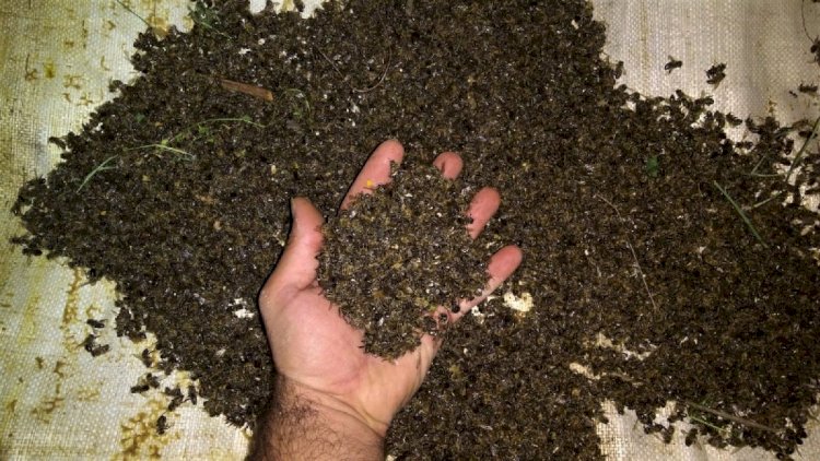    Zəhərli gübrələr arıların kütləvi ölümünə səbəb oldu   - Foto