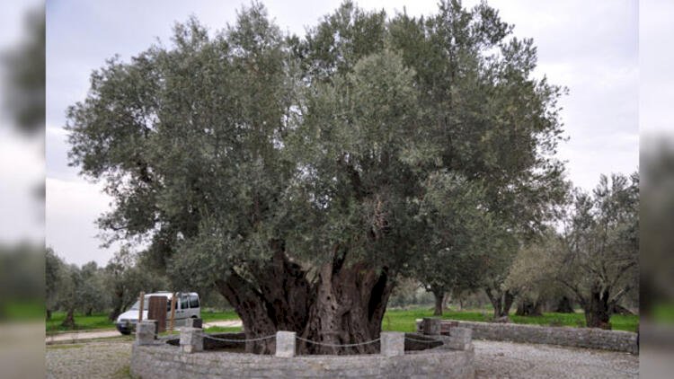    Bu ağacın 1658 yaşı var   - Foto