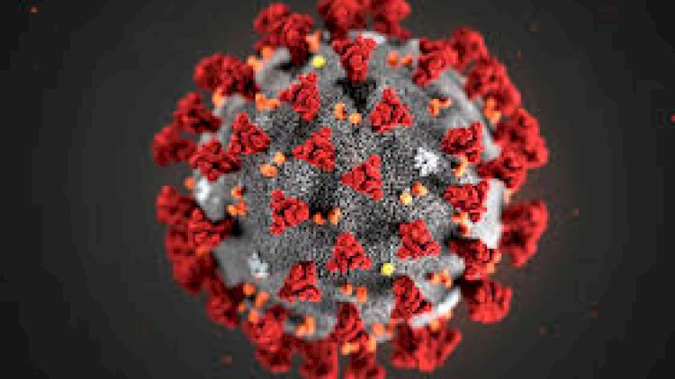    Koronavirus haradan yayılıb?- ÜST açıqladı   