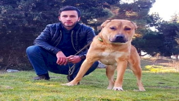    Bakıda avtobusla qatarın toqquşması zamanı yaralanan gənc öldü - FOTO   
