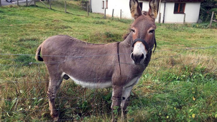    Azərbaycanda eşşək azalıb, donuzlar artıb   