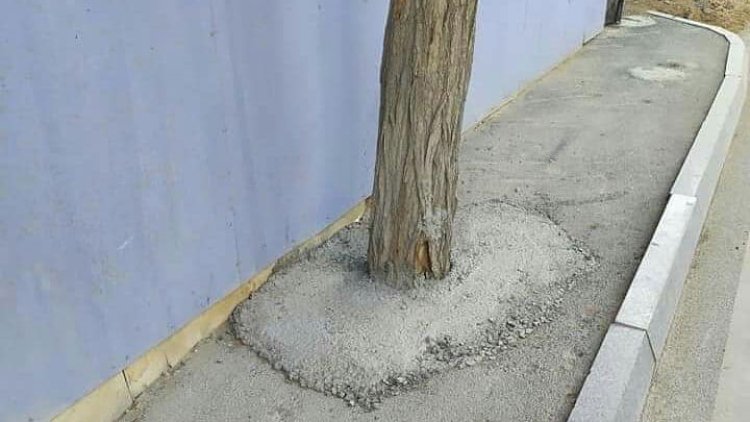    Ağacların dibini betonlayan şirkət cəzalandırıldı - Fotolar   