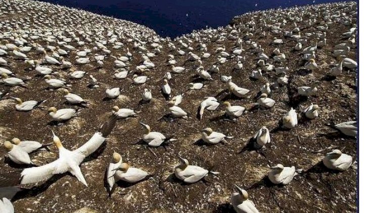    “Qağayı adası”ndan möhtəşəm fotolar   