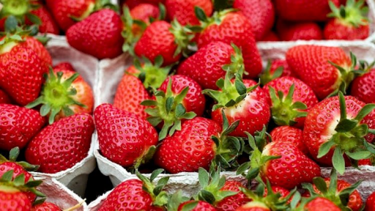    Azərbaycandakı çiyələk plantasiyalarından dəhşətə salan FOTO   