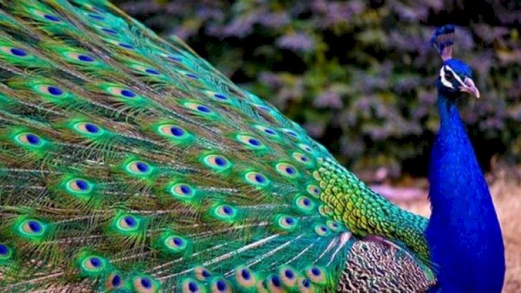    Yatmış Bakı sakininin tovuzquşuları oğurlandı   