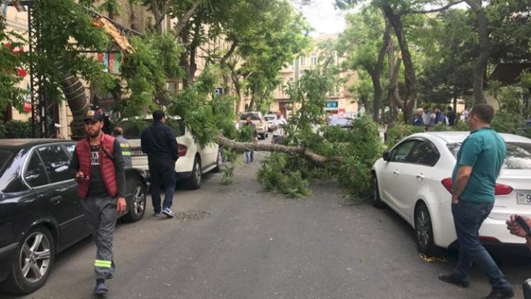    Bakıda küləyin fəsadları: Ağac maşınların üstünə düşdü - Video   