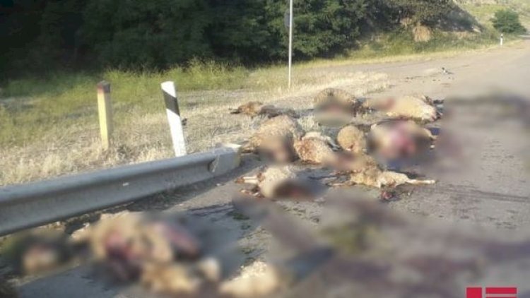    Göygöldə yük maşını sürüyə çırpıldı, çoban xəsarət aldı - Fotolar   