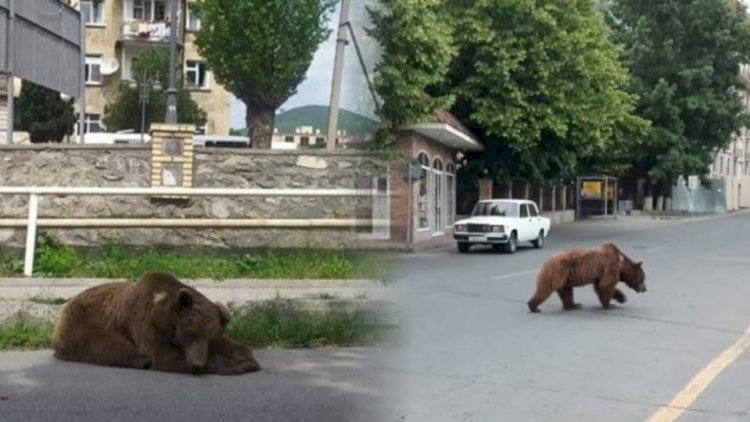    Şəkidə peyda olan ayının boğazındakı xalta ilə bağlı   AÇIQLAMA